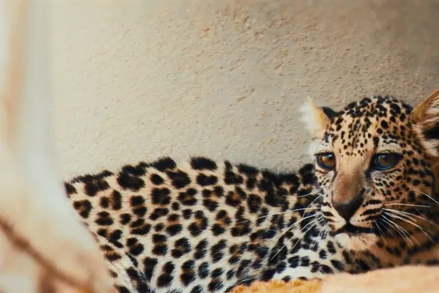 تهدف السلسلة إلى نشر الوعي وحث المجتمع الدولي لتأمين مستقبل النمر العربي («كاتموسفير»)