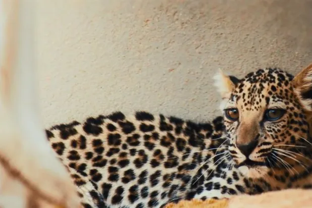  
این مجموعه برای اطلاع رسانی و تشویق جامعه جهانی برای تامین آینده بهتر برای پلنگ عربی منتشر شده است (کتمسفر)
