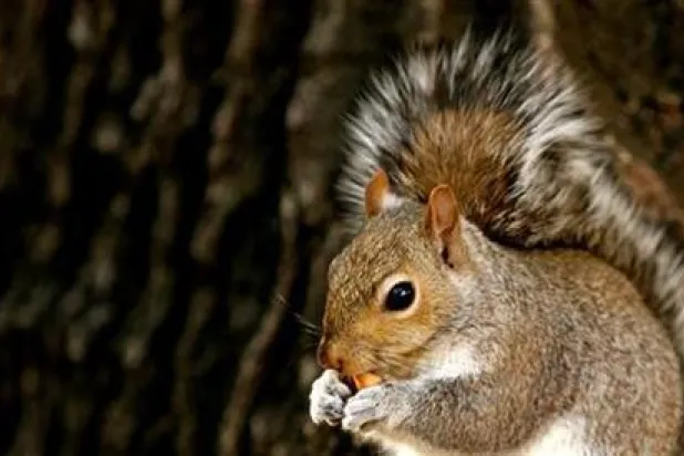 السناجب اختيرت لكونها صغيرة بما يكفي للوصول إلى الأماكن التي لا تستطيع الكلاب الوصول إليها (رويترز)