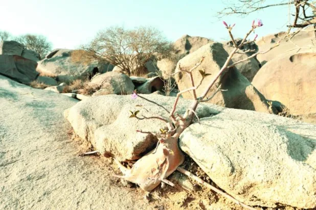 تستعين النباتات بمجموعةٍ من الكائنات الدقيقة في التربة