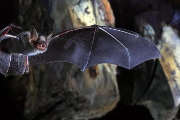 خفاش الفاكهة هو السبب الرئيسي لانتقال العدوى بفيروس ماربورغ (أرشيفية - رويترز)