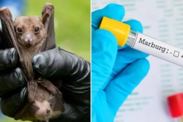 فيروس «ماربورغ» ينشأ في الخفافيش (غيتي)