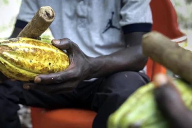 زراعة الكاكاو في كوت ديفوار (موقع وزارة التنمية الألمانية)