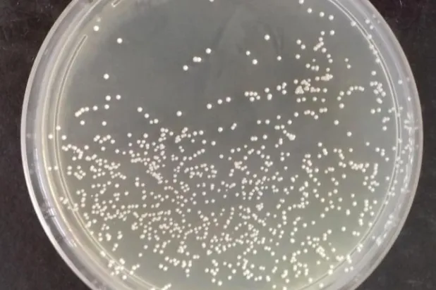 الخميرة المستخدمة في إنتاج الخبز ومنتجات أخرى (الفريق البحثي)