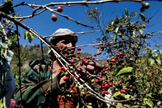 مزارع يجني حبوب البن في حراز بالقرب من العاصمة اليمنية صنعاء