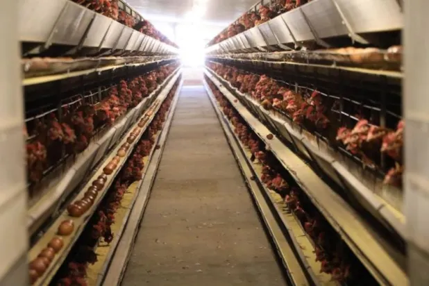 تواصل الجهود الحكومية في مصر لاحتواء أزمة الدواجن (وزارة الزراعة المصرية)