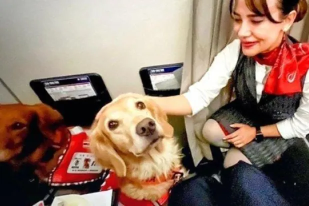 أحد الكلاب في الطائرة مع المضيفة في الدرجة الأولى (الخطوط الجوية التركية)