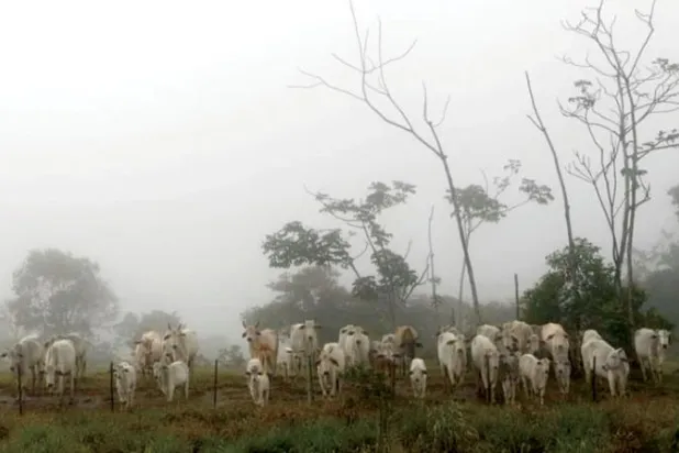 أبقار في إحدى المزارع بولاية ماتو غروسو وسط البرازيل (رويترز)