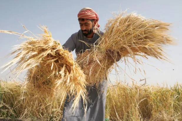 يمني يجمع حزم سيقان القمح بعد حصادها في حقل مزرعة على أطراف صنعاء (إ.ب.أ)
