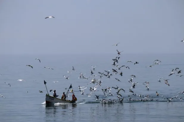 التلوث البلاستيكي أصبح منتشرًا لدرجة أن الحالة تم تحديدها عبر أعمار مختلفة من الطيور (رويترز)