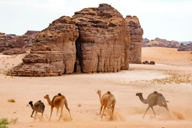 الجمل يعدّ رمزاً أصيلاً في العلا مهد الحضارات والتاريخ (موقع الهيئة الملكية لمحافظة العُلا)