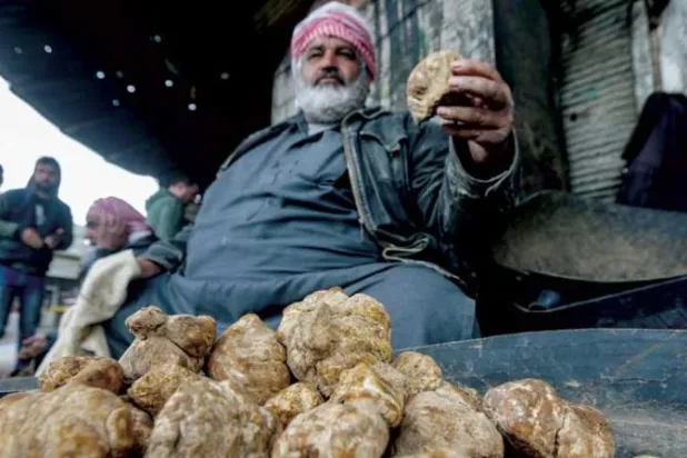 جمع الكمأة من البادية السورية لقمة مغمّسة بالدماء