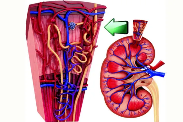 دليلك الأساسي للحفاظ على صحة الكلى