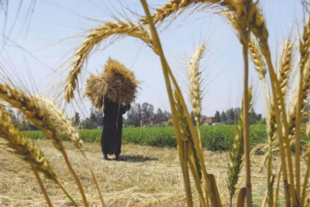 ماذا يعني انسحاب مصر من «اتفاقية تجارة الحبوب»؟