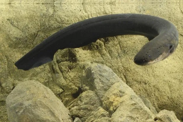 كيف يمكن أن تساعد ثعابين البحر البريطانية روسيا في حربها بأوكرانيا؟