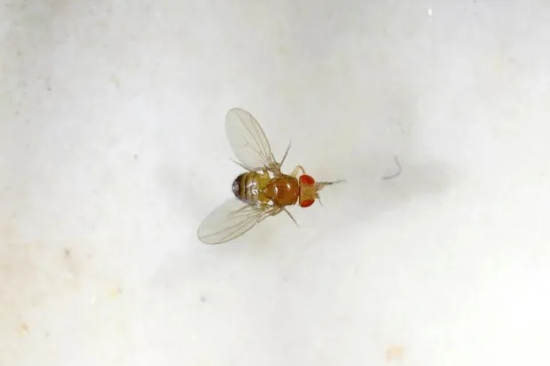 «خطوة كبيرة لفهم أفكارها»... علماء ينجزون أول خريطة لدماغ الحشرات