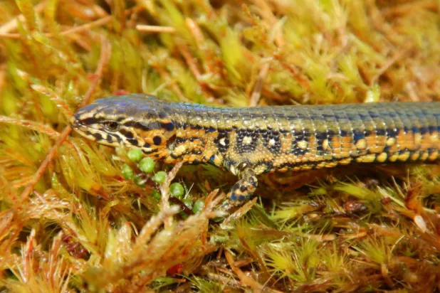 جلد رأسه أملس ورقبته رمادية... اكتشاف نوع جديد من السحالي في البيرو