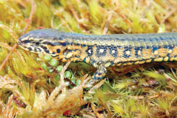 اكتشاف نوع جديد من السحالي في البيرو