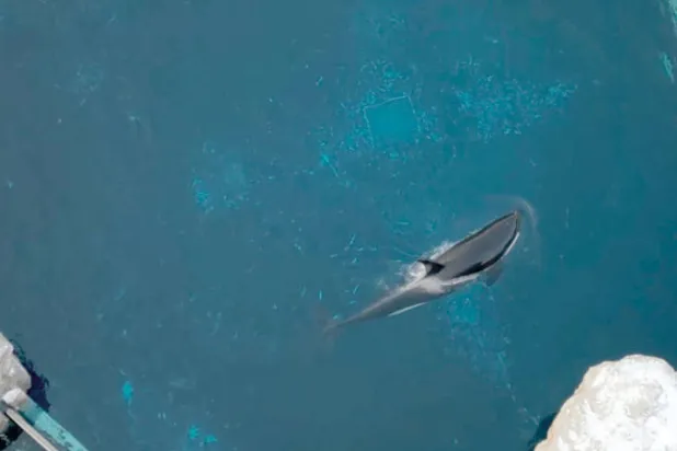 نفوق آخر أنثى حوت قاتل في الأسر بكندا