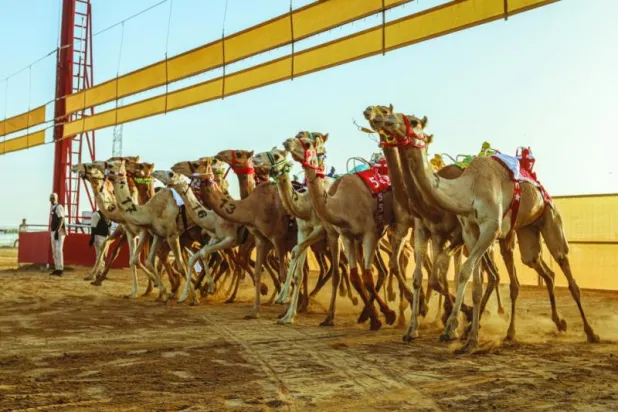 العُلا تحتضن اليوم أكبر سباق في تاريخ الهجن