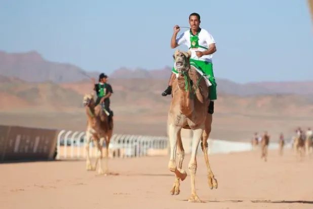 كأس العُلا للهجن: 1.3 مليار ريال القيمة السوقية للمطايا