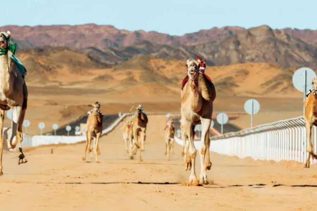«يمامة» و«غصايب» خطفتا أضواء كأس العلا للهجن