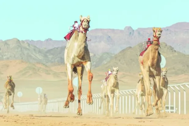 كأس العُلا للهجن: الصدارة والذهب لـ«شديدة» و«الواضح» و«الذيبة»