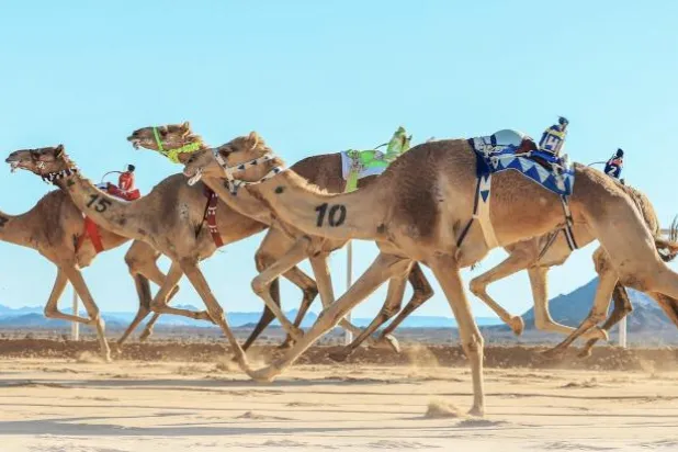 105 ملايين ريال القيمة السوقية لختام كأس العُلا للهجن