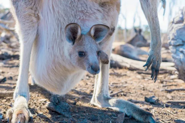«ميكروبات الكنغر» لتقليل الاحتباس الحراري؟