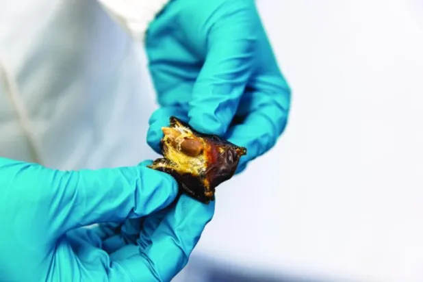 أغشية نانوية من التمر للاستخدام الصناعي