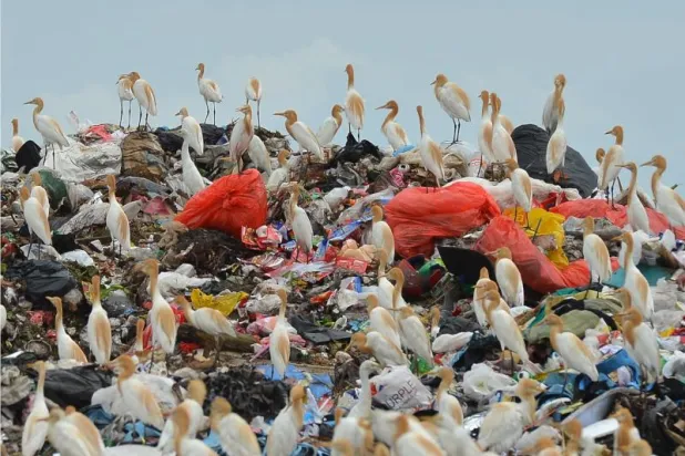 اللدائن الدقيقة تضرب الجهاز الهضمي للطيور البحرية