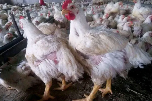 جبايات الانقلابيين الحوثيين في اليمن ترفع أسعار الدجاج بنسبة 30 %