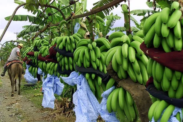 كيف يمكن الاستفادة من قشر الموز لتغذية النباتات؟