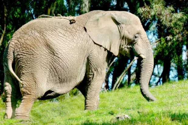 مخاوف من تأثير مشروع لطاقة الرياح على الفيلة في جنوب أفريقيا