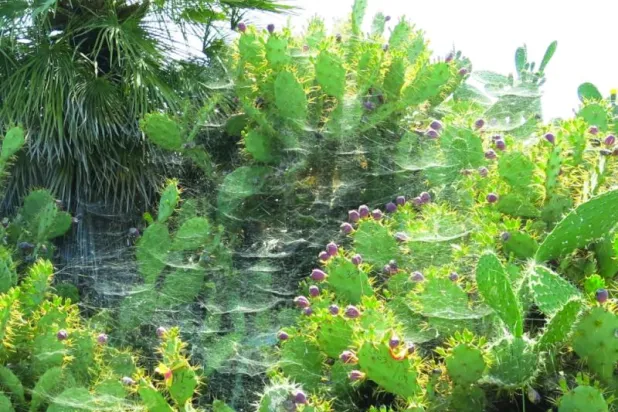 «شبكة عناكب» لاصطياد آفات المحاصيل الزراعية