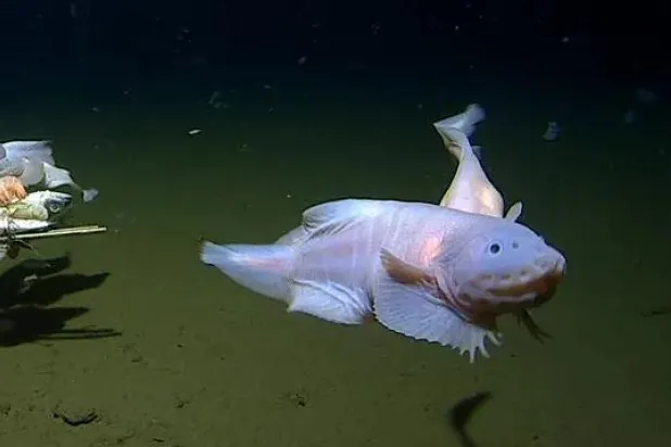 علماء يرصدون «أعمق سمكة على الإطلاق» (فيديو)