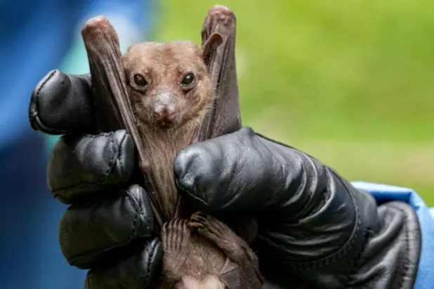 تفشي «ماربورغ» في أفريقيا يثير جدلاً حول أولويات إنتاج اللقاحات