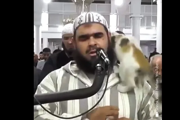 Cezayir'de namaz esnasında imamın omuzlarına çıkan kedinin videosu büyük ilgi gördü