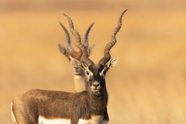 الهند زعيمة إقليمية في الحفاظ على التنوع البيولوجي