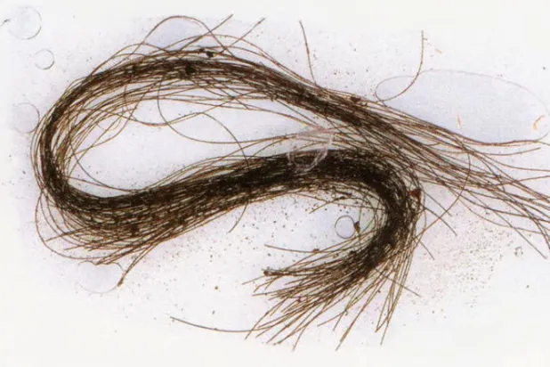 بشر الحضارات القديمة استخدموا عقارات الهلوسة