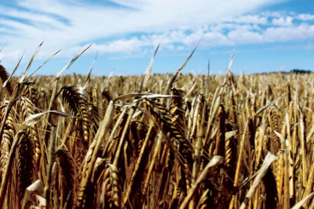 أستراليا والصين على طريق تسوية «نزاع الشعير»