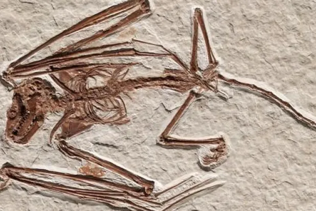 الأقدم على الإطلاق... اكتشاف هيكلي خفاشين يعودان لـ52 مليون عام