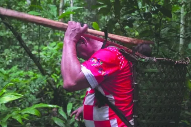 جمع الجوز البرازيلي في الأمازون... عمل شاق وخطر