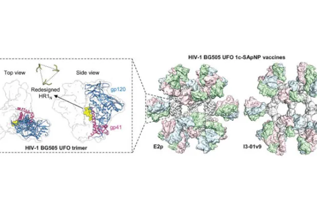 تصميم جديد للقاح الإيدز عبر «تقليم السكر»