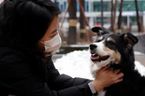 علماء يحذرون: «إنفلونزا الكلاب» تتحور وقد تصيب البشر