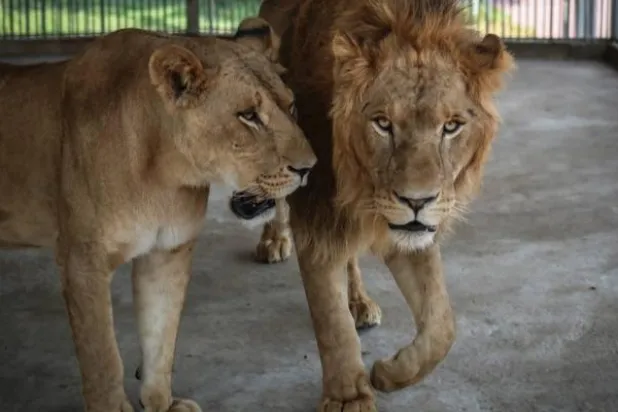 أسد يقتل طفلاً فلسطينياً في غزة