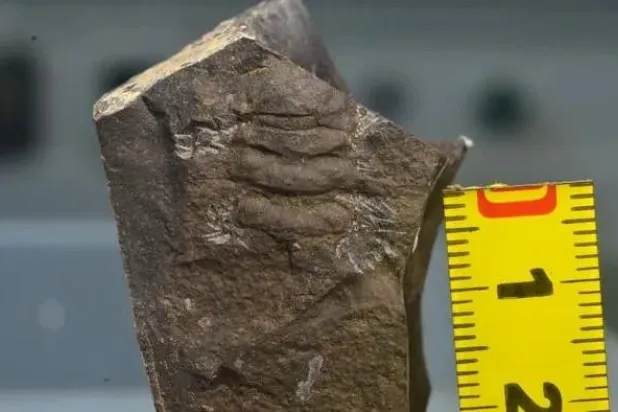 اكتشاف أحافير لمفصليات الأرجل بالصين تعود لـ420 مليون عام