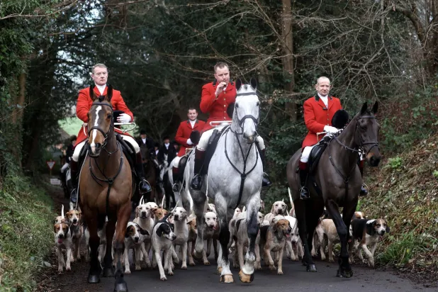 صيادون بالخيول وكلاب الصيد في بريطانيا (إ.ب.أ)