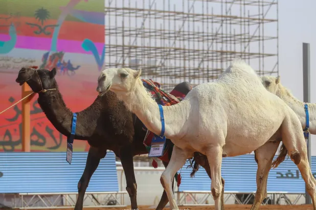 عبد المحسن الراجحي حقق المركز الأول في «مسابقة نخبة النخبة»... (نادي الإبل)