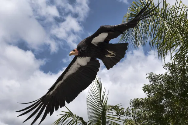 نسر الكوندور جميل جداً حين يطير (أ.ف.ب)